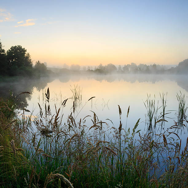 istock Morning light and wild flowers 529650761