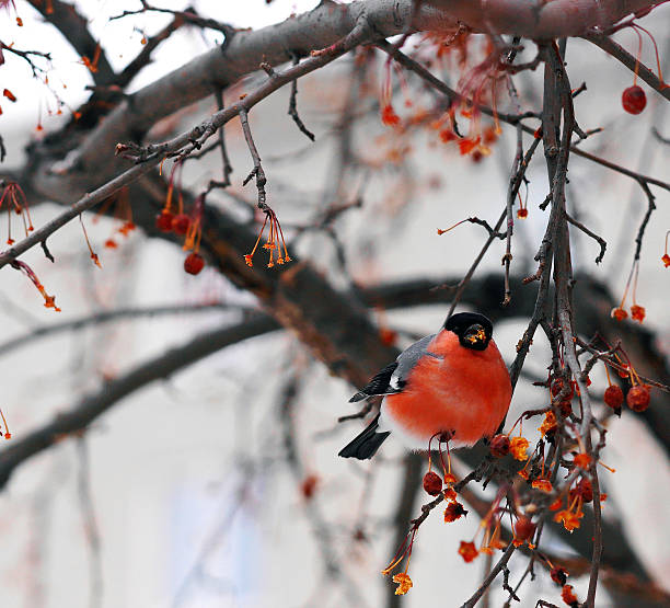 Bullfinches stock photo