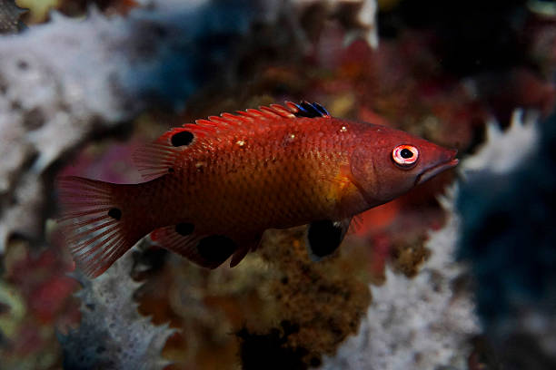 Eastern Pigfish 140+ Pigfish Photos Stock Photos, Pictures & Royalty-Free Images - iStock