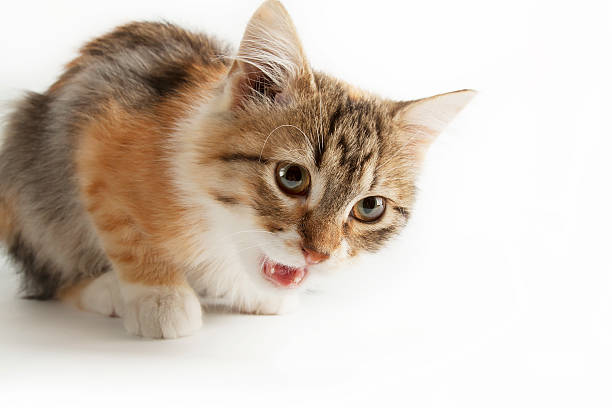 istock Angry cat, meowing and screaming 529652663
