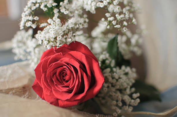 Red rose and white flowers on the window