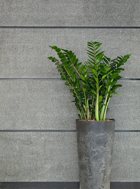 istock Plant in flowerpot 529653981