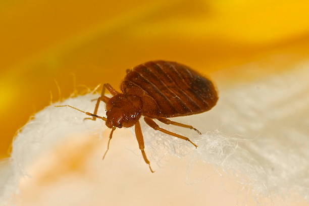 Bed Bug Macro photo of a bed bug parasitic photos stock pictures, royalty-free photos & images