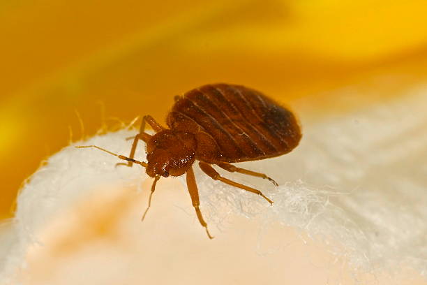Bed Bug Macro photo of a bed bug arthropod stock pictures, royalty-free photos & images