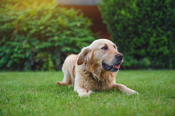istock Golden retriever portrait 529657236