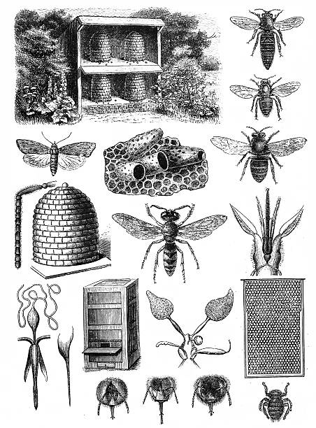 ilustrações de stock, clip art, desenhos animados e ícones de apicultura - favo de mel ilustrações