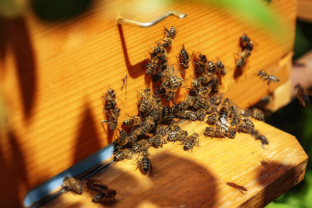 istock Hives in an apiary with bees flying to landing boards 529659494