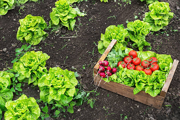 istock Grate full of raw vegetables leaning on field 529659610