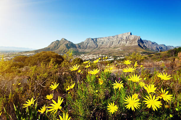 Lions Head above Camps Bay, Cape Town, Western Cape, South Africa