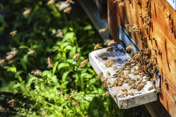 istock Hives in an apiary with bees flying to landing boards 529659756