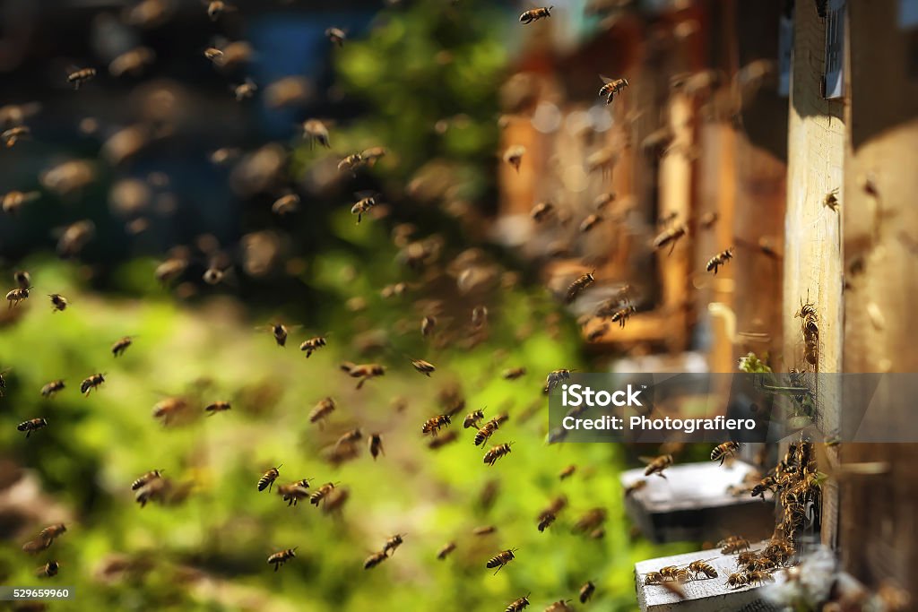 Hives in an apiary with bees flying to landing boards Hives in an apiary with bees flying to the landing boards in a green garden Bee Stock Photo