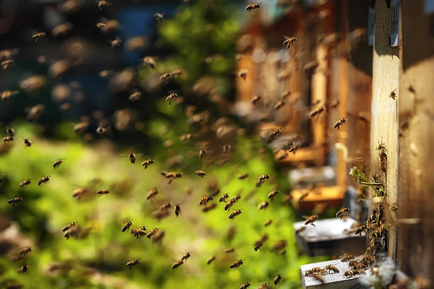 Hives in an apiary with bees flying to landing boards Hives in an apiary with bees flying to the landing boards in a green garden apiary photos stock pictures, royalty-free photos & images
