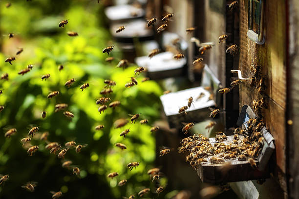 istock Hives in an apiary with bees flying to landing boards 529660054