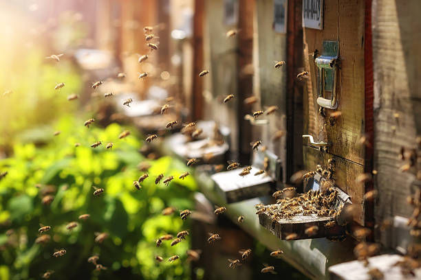 ruches apiary avec les abeilles dans un avion à l'atterrissage à repasser - snowcapped mountain mountain range snow photos et images de collection