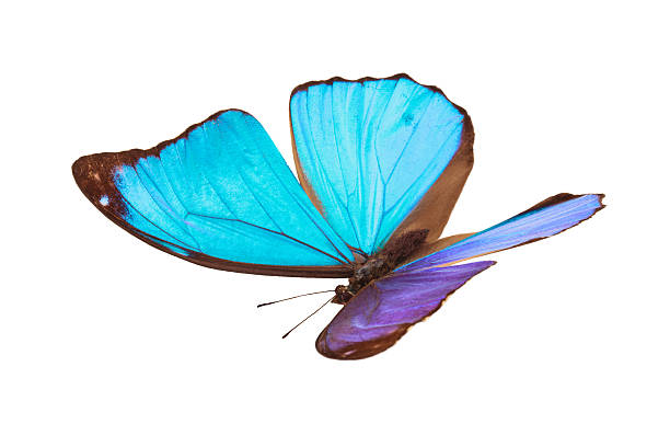 papillon bleu tropical. - blue silk morpho butterfly photos et images de collection