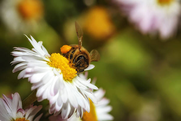 abeille collecte de pollen sur une fleur et nectar - snowcapped mountain mountain range snow photos et images de collection