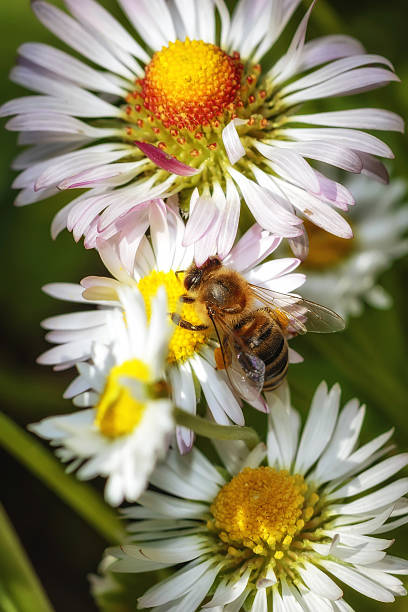 istock Bee on a flower collecting pollen and nectar 529660428