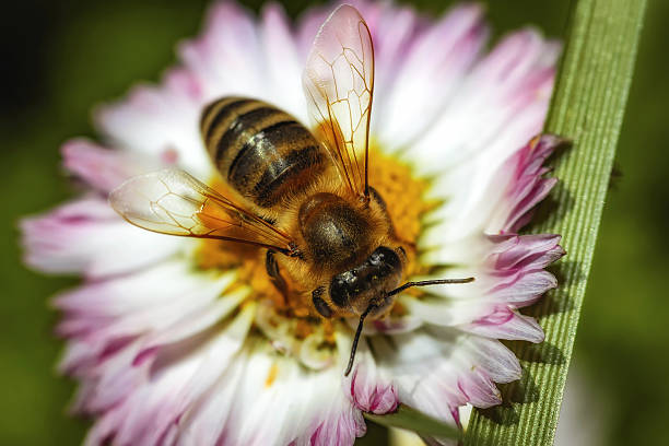 abeille collecte de pollen sur une fleur et nectar - snowcapped mountain mountain range snow photos et images de collection