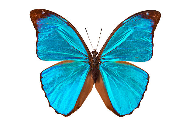 papillon bleu tropical. - blue silk morpho butterfly photos et images de collection