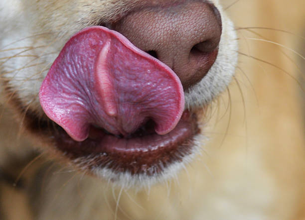 Dog licking his muzzle and lips Close up photo of a dog which is licking his muzzle and lips animal lips photos stock pictures, royalty-free photos & images