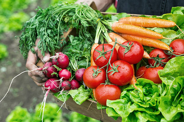 barrote de manos sosteniendo un completo de nuevas verduras de temporada seleccionado - wood carrot vegetable farm fotografías e imágenes de stock