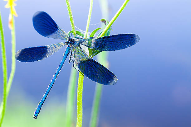 dragonfly  on a spring meadow blue dragonfly on a flower on a spring meadow dragonfly photos stock pictures, royalty-free photos & images