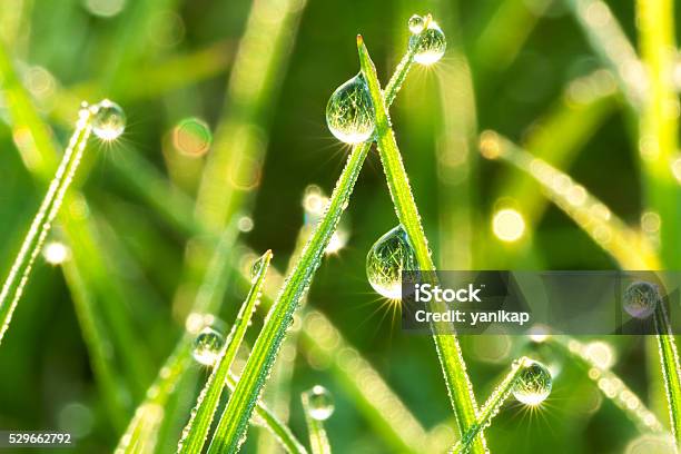 Green Grass On A Lawn Stock Photo - Download Image Now - Dew, Grass, Water