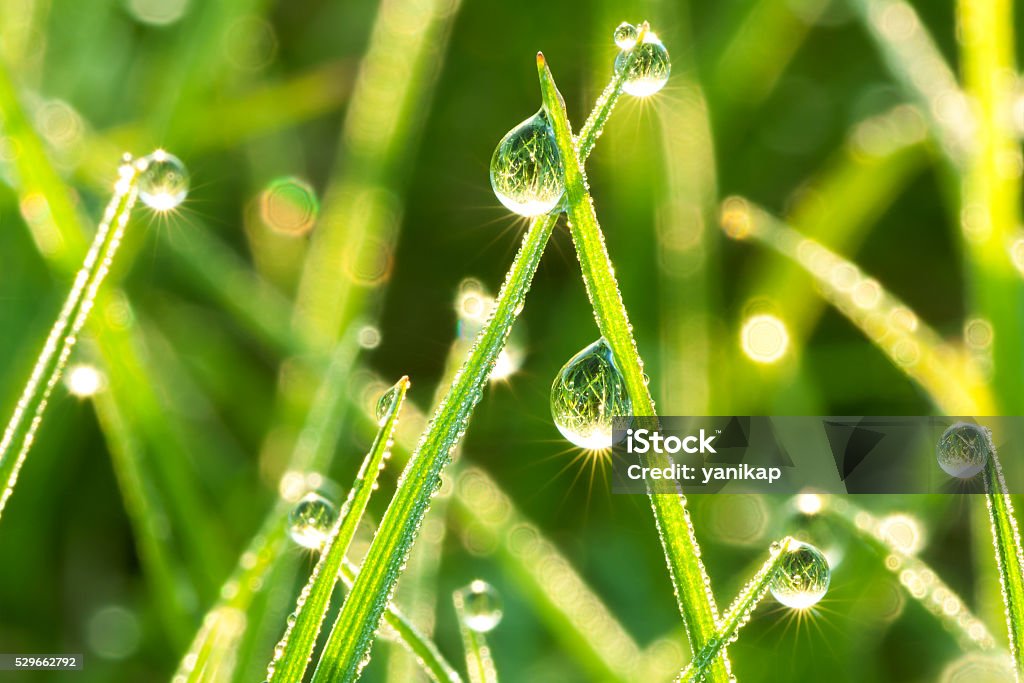 Grama verde sobre um gramado - Foto de stock de Orvalho royalty-free