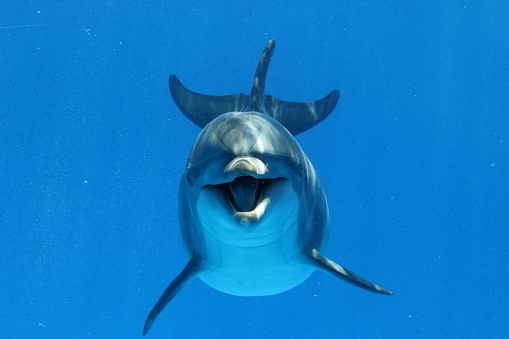 Underwater view of a playful bottlenose dolphin