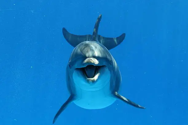 Photo of Bottlenose Dolphin