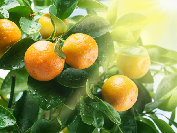 istock Ripe tangerine fruits on the tree in the sunlight. 529663302
