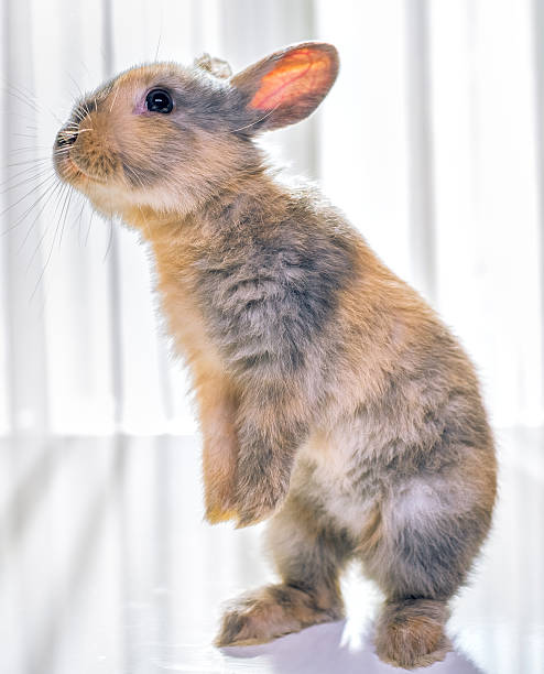 Cute Rabbit Stood 8,700+ Bunny Standing Up Stock Photos, Pictures & Royalty-Free Images ...