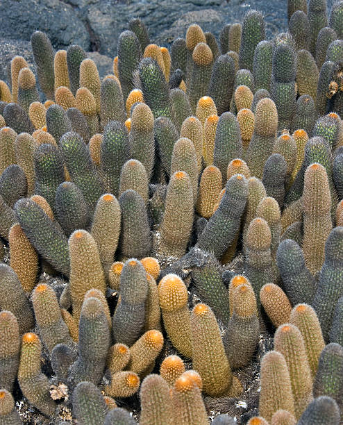 Lava Cactus - Galapagos Islands - Ecuador Lava Cactus (Brachycereus nesioticcus) growing in a volcanic landscape in the Galapagos Islands - Ecuador lava cactus stock pictures, royalty-free photos & images