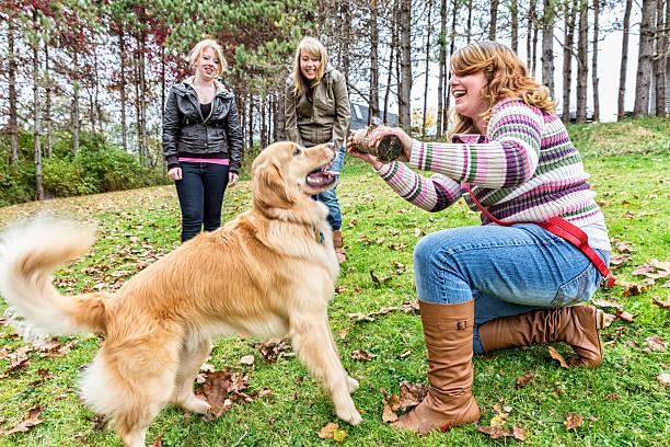 istock Golden Retriever Playing Outdoors with Teenagers 529665620