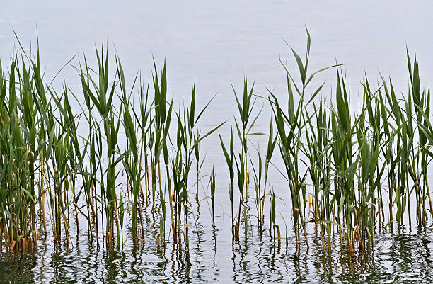 istock Reed in the lake 529665830
