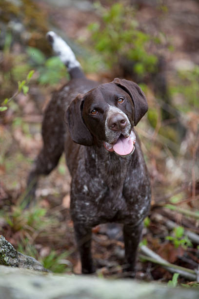 istock Dog in the country 529666566
