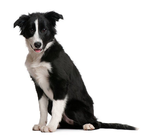 istock Border Collie puppy, 4 months old, sitting 529666612