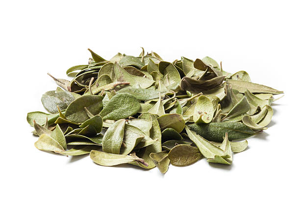 Bearberry Leaves on a Pile Bearberry leaves isolated on white background. Bearberry (Arctostaphylos uva-ursi) is a type of plant of the genus Arctostaphylos . The primary activity of bearberry is antiseptic and slight diuretic effect. Apply in cases of chronic cystitis and pyelitis. bearberry stock pictures, royalty-free photos & images