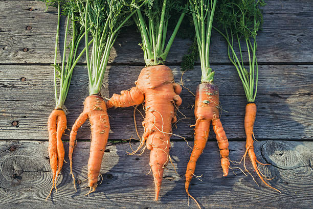 Trendy ugly organic  carrot Trendy ugly organic carrot from home garden bed on barn wood table, Australian grown. Color-toning effect applied. imperfection stock pictures, royalty-free photos & images