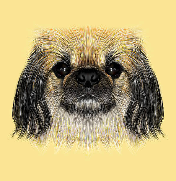 istock Illustrated portrait of Pekingese dog. 529667430