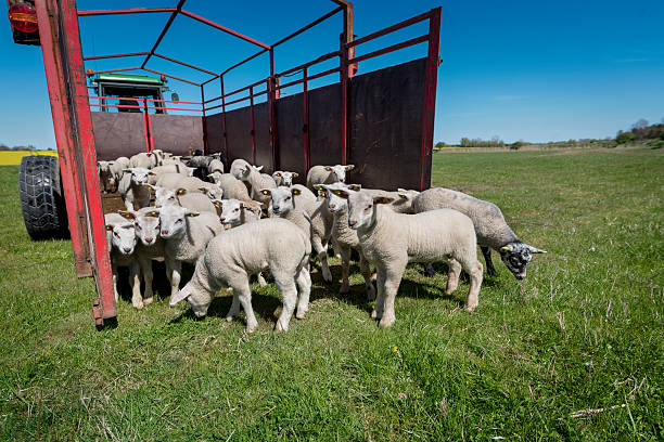 istock Trailer Full of Lambs Tasting Fresh Grass For First Time 529667662