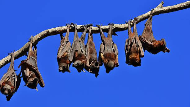 istock Flying foxes resting on a branch of a tree 529668174