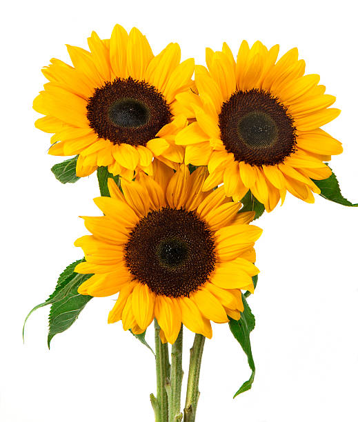 Sunflower stock photo