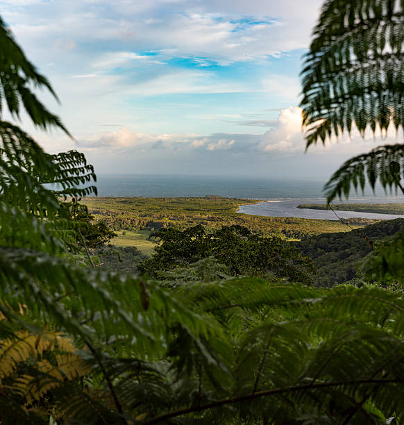 istock Mouth of the Daintree River 529669432