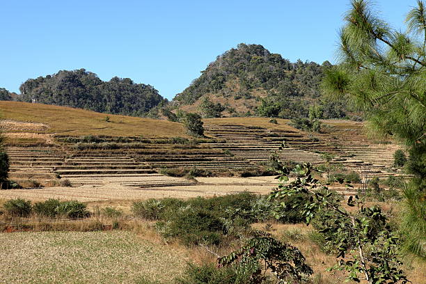 campos de arroz e paisagens no myanmar - reisanbau imagens e fotografias de stock
