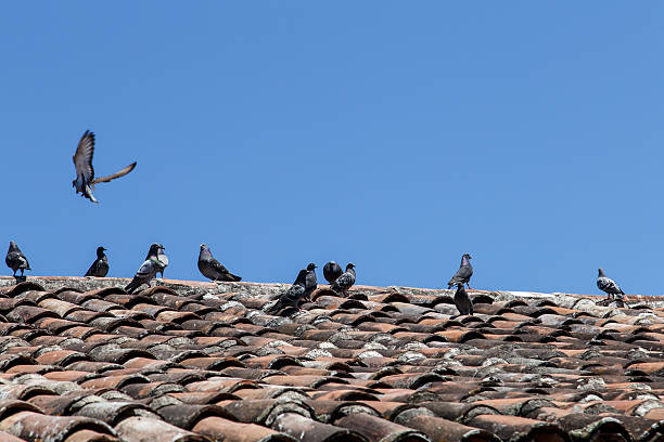 Doves in roof of tiles Doves in roof of tiles vermehrung stock pictures, royalty-free photos & images