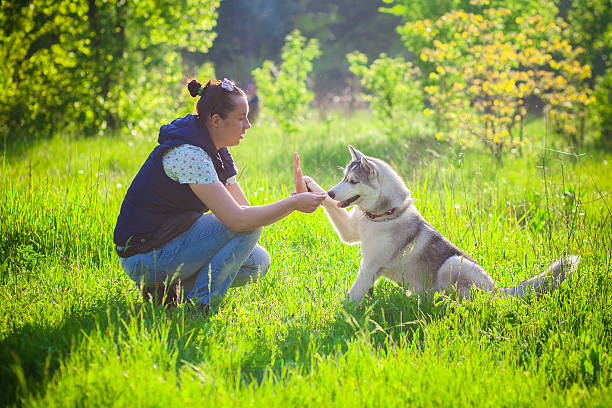 istock Young beautiful girl playing with husky 529669500