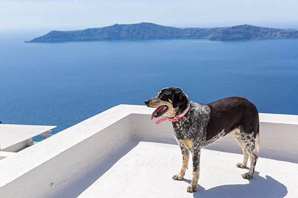 istock Dog looks at the sea 529669624