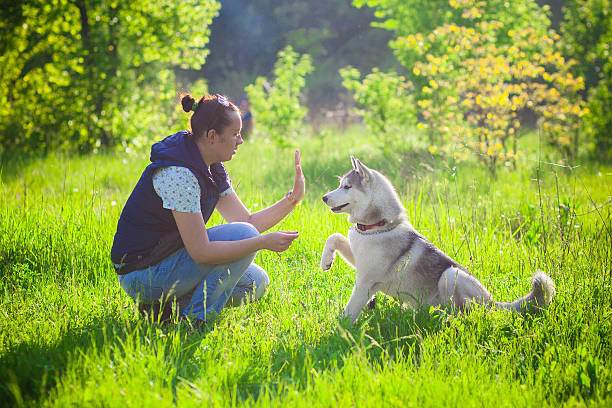 istock Young beautiful girl playing with husky 529669626