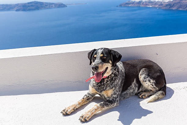 istock Dog on blue sea background 529669678